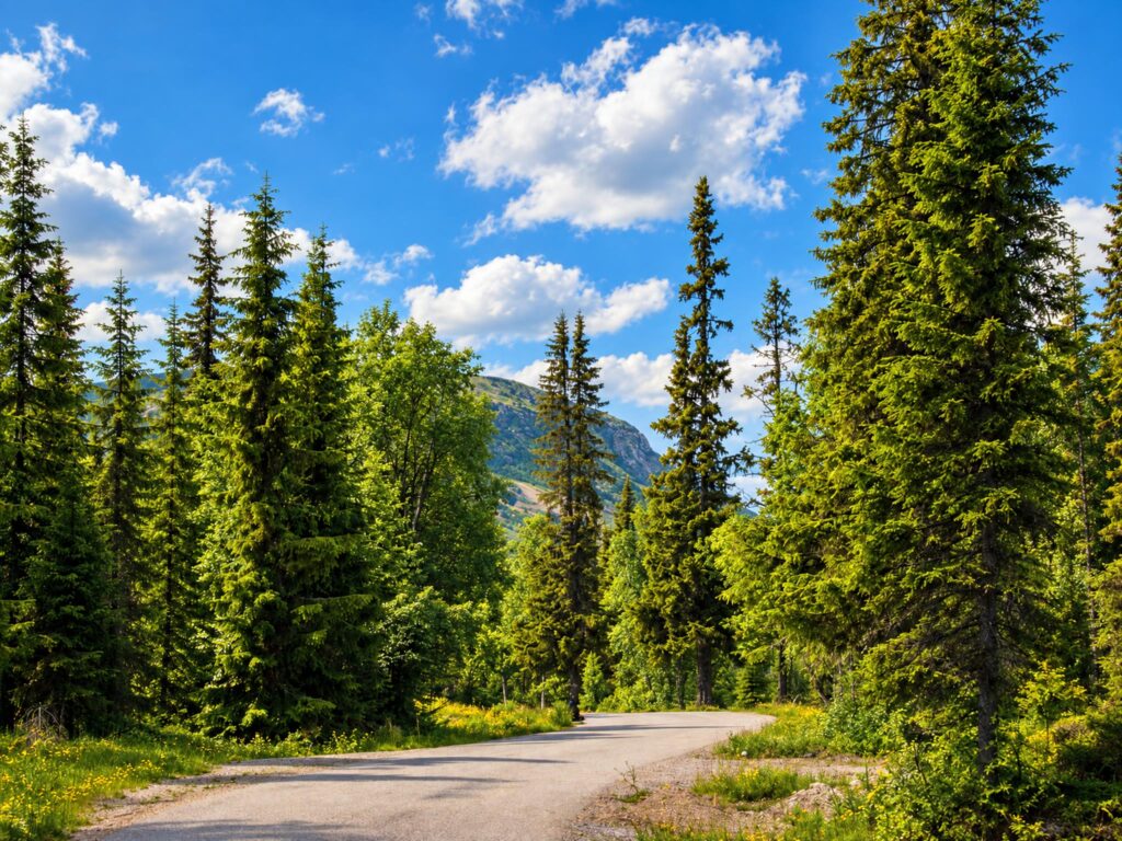 Grusvägen genom granskogen upp mot fjället en solig sommardag